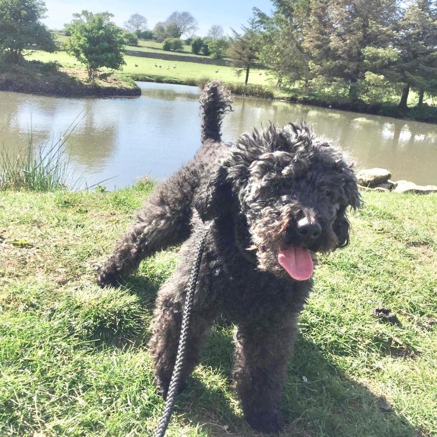 Sheilas Sleeps 2 One Dog Allowed With Prior Permission * Barnard Castle